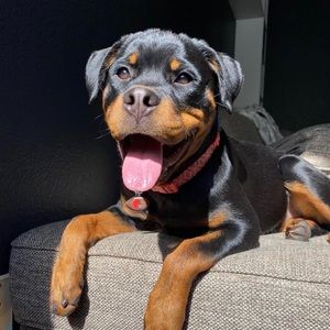 Meet your Posher, Kenneth